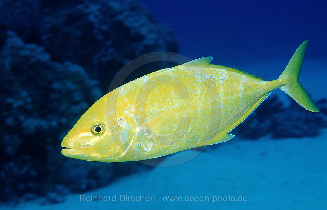 Zitronen-Stachelmakrele, Carangoides bajad, Afrika, Sinai, Sharm el Sheik, Rotes Meer, gypten, Aegypten