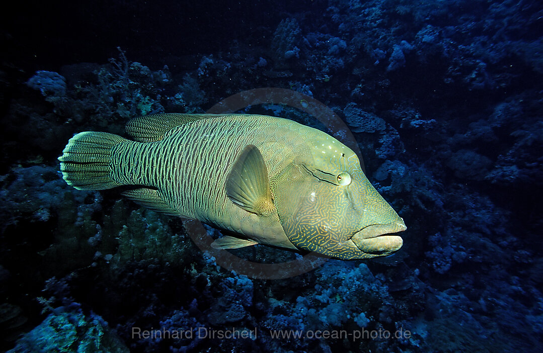 Napoleonfisch, Napoleon, Cheilinus undulatus, Afrika, Sinai, Sharm el Sheik, Rotes Meer, gypten, Aegypten