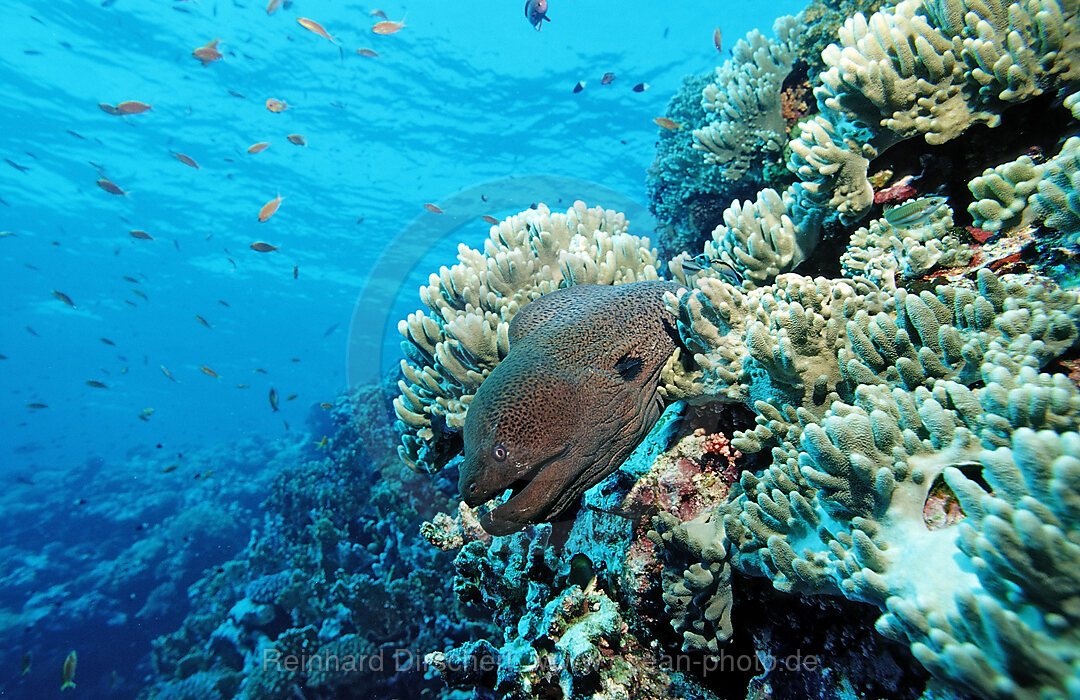 Giant moray