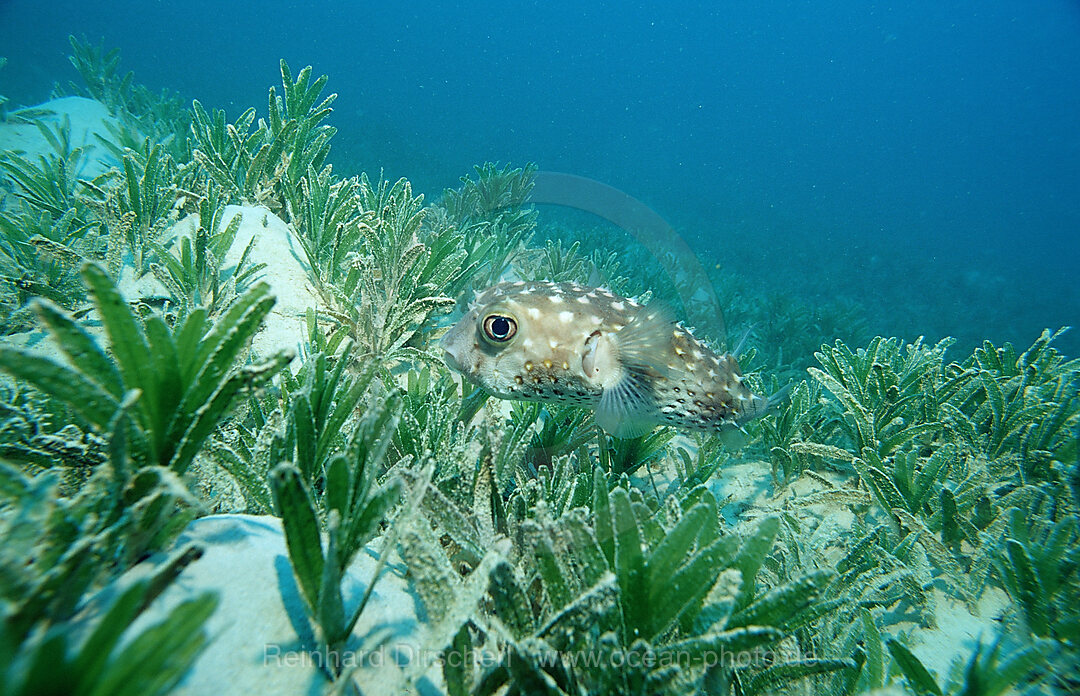 Gelbflecken-Igelfisch