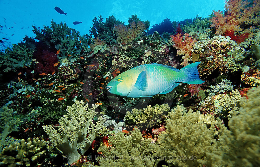Greentroat parrotfishes