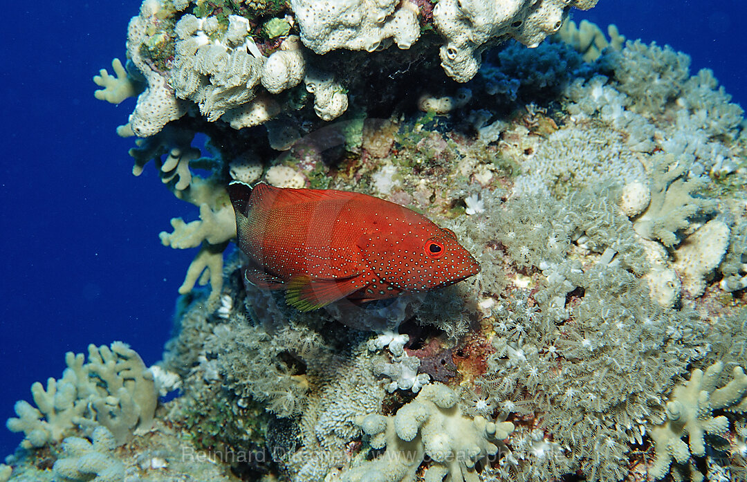 Juwelenbarsch, Cephalopholis miniata, Afrika, Sinai, Sharm el Sheik, Rotes Meer, gypten, Aegypten