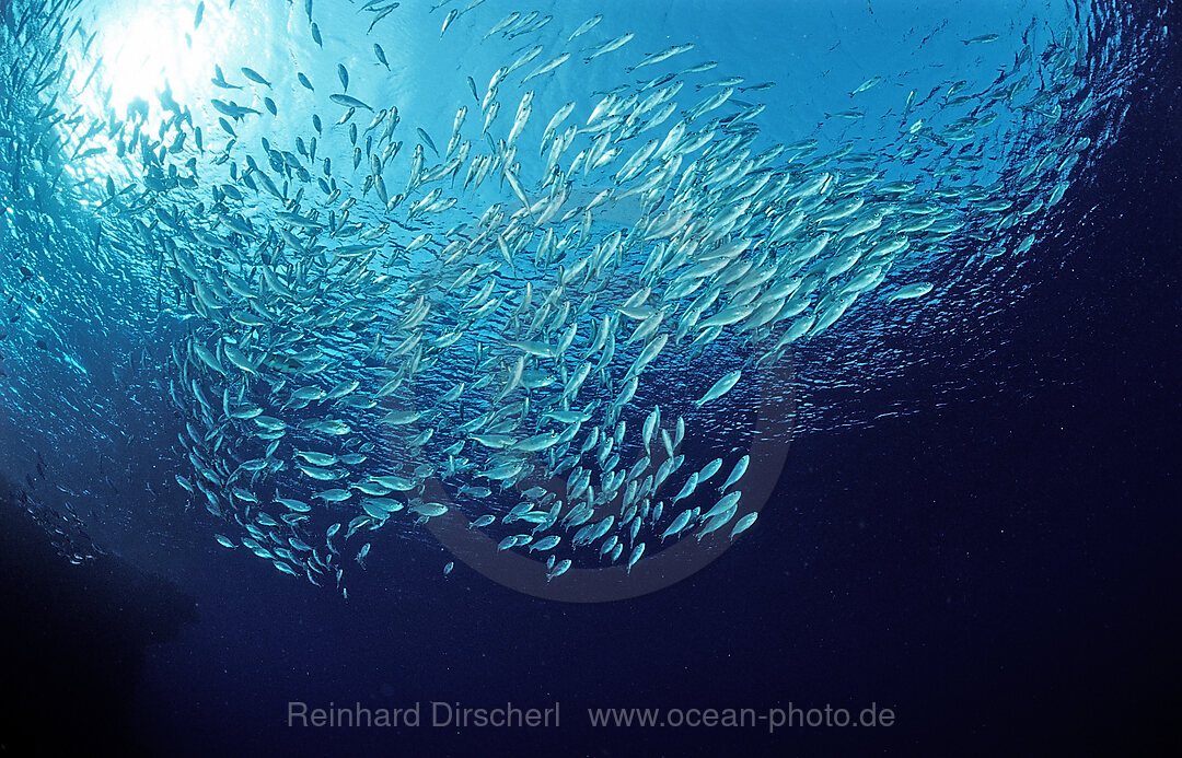 Schooling cardinalfishes