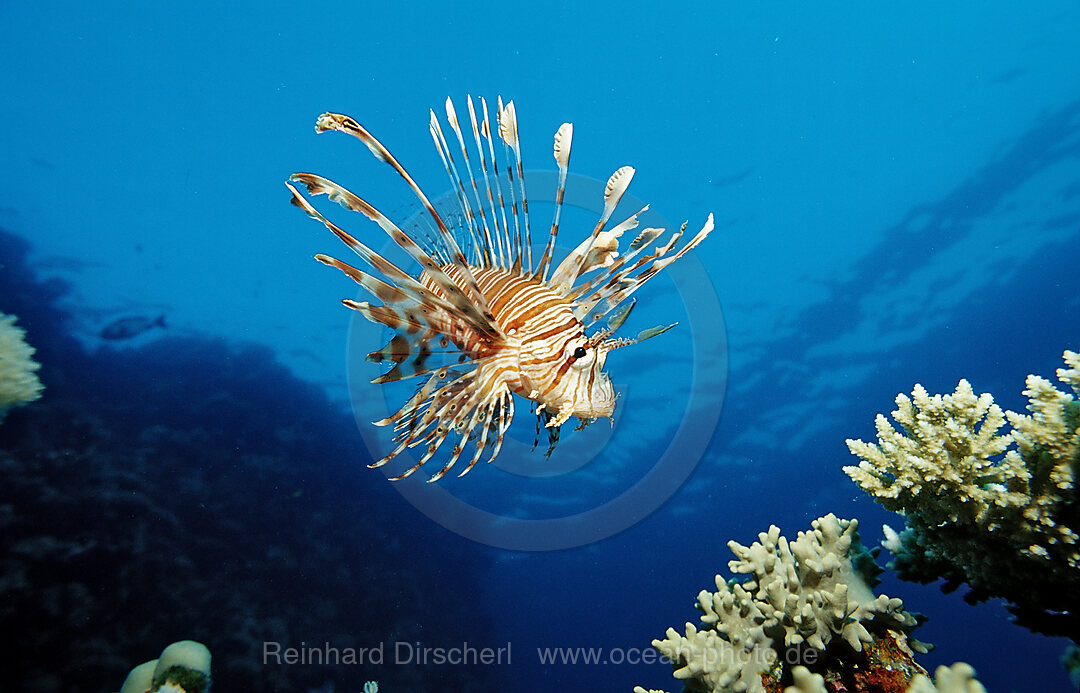 lionfish, turkeyfish