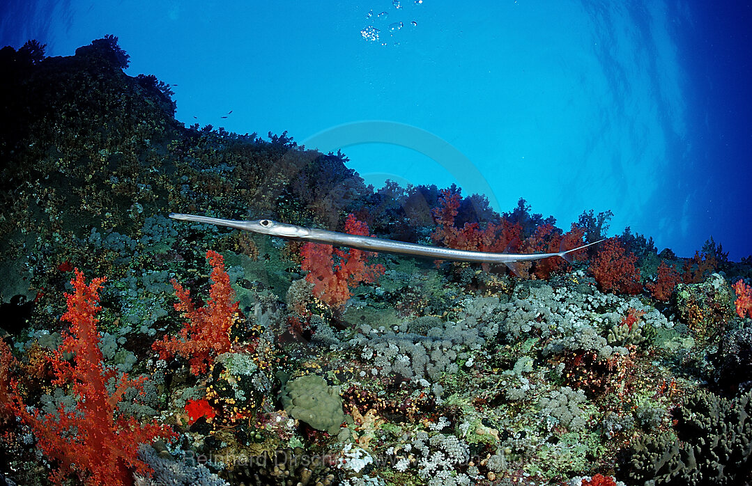 Smooth flutemouth