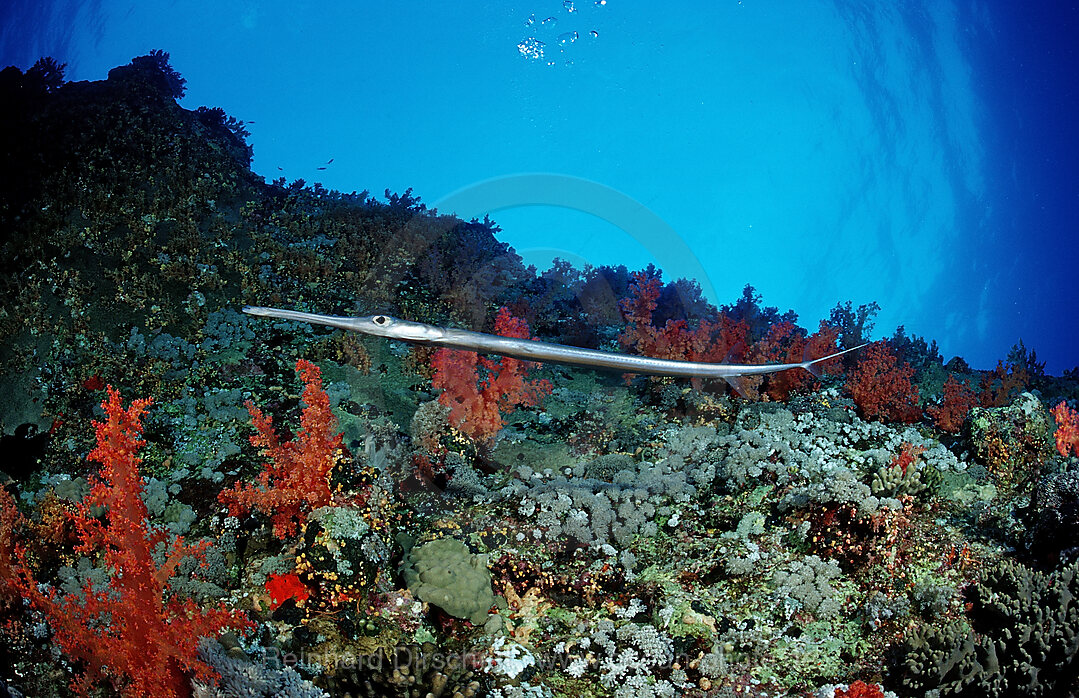 Floetenfisch, Fistularia commersonii, Afrika, Sinai, Sharm el Sheik, Rotes Meer, gypten, Aegypten