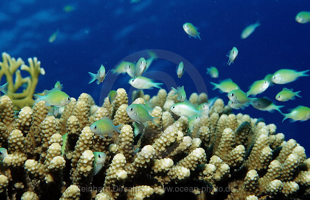 Blaugruener Chromis, Chromis viridis, Afrika, Sinai, Sharm el Sheik, Rotes Meer, gypten, Aegypten