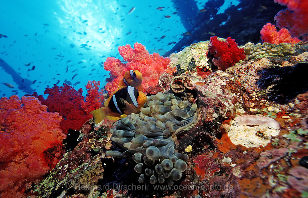 Rotmeer-Anemonenfisch, Amphiprion bicinctus, Afrika, Rotes Meer, gypten, Aegypten