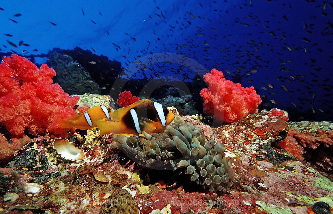 Rotmeer-Anemonenfisch, Amphiprion bicinctus, Afrika, Rotes Meer, gypten, Aegypten