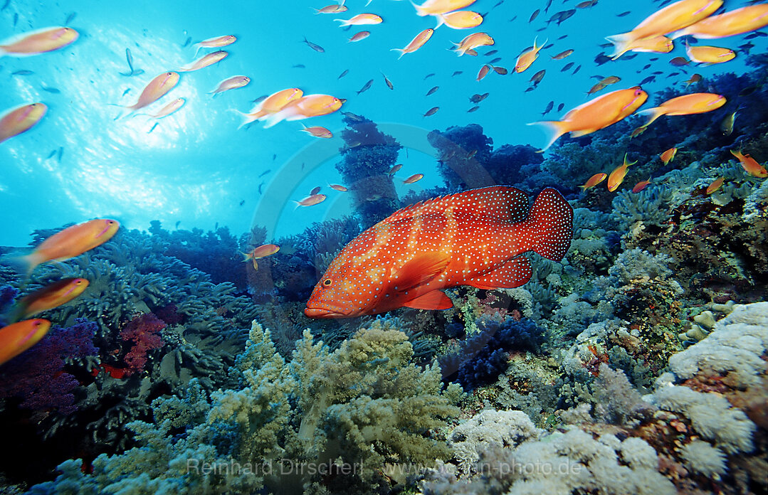 Juwelenbarsch, Cephalopholis miniata, Afrika, Rotes Meer, gypten, Aegypten