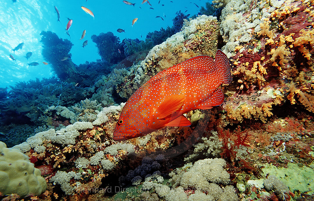 Coral grouper