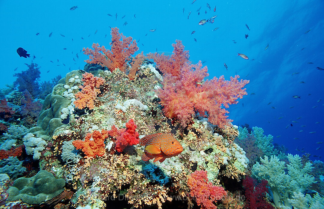 Coral grouper