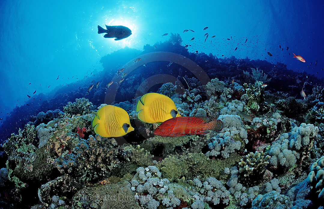 Maskenfalterfisch, Mondsichel-Falterfisch, Juwelenbarsch, Chaetodon semilarvatus, Cephalopholis miniata, Afrika, Sinai, Sharm el Sheik, Rotes Meer, gypten, Aegypten