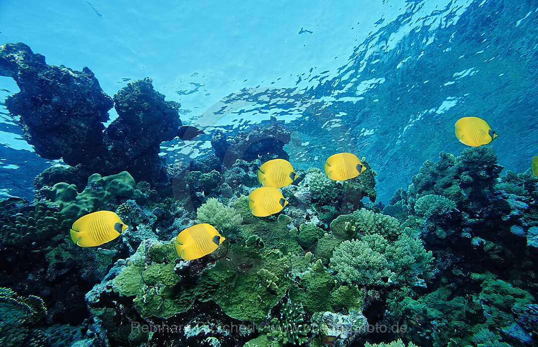 Masked Butterflyfish
