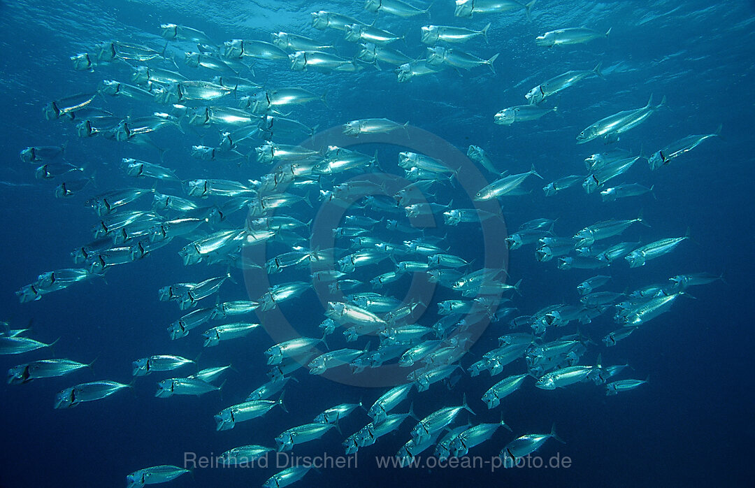 Grossmaul-Makrelen auf der Jagd, Rastrelliger kanagurta, Afrika, Sinai, Sharm el Sheik, Rotes Meer, gypten, Aegypten