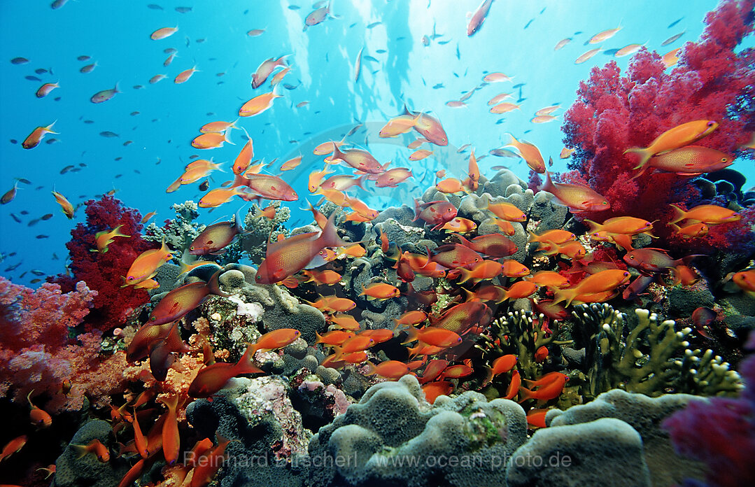 Harem Flag Basslet and coral reef