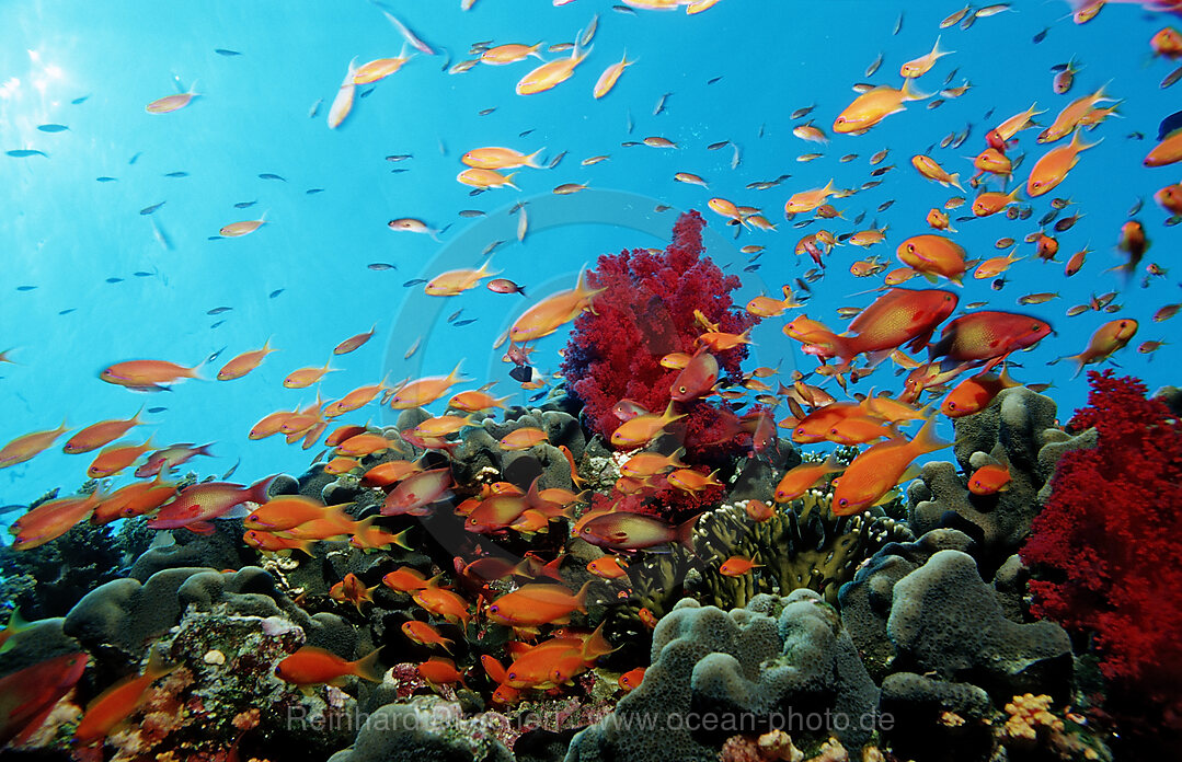 Haremsfahnenbarsche und Korallenriff, Pseudanthias squamipinnis, Afrika, Sinai, Sharm el Sheik, Rotes Meer, gypten, Aegypten