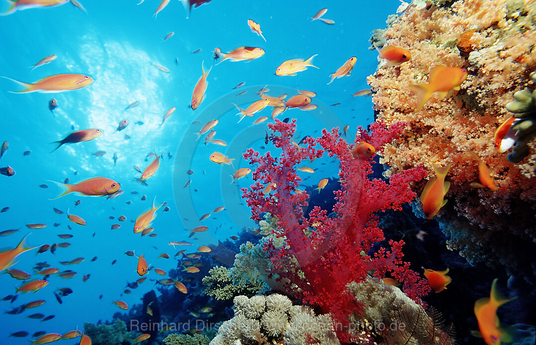 Haremsfahnenbarsche und Korallenriff, Pseudanthias squamipinnis, Afrika, Sinai, Sharm el Sheik, Rotes Meer, gypten, Aegypten