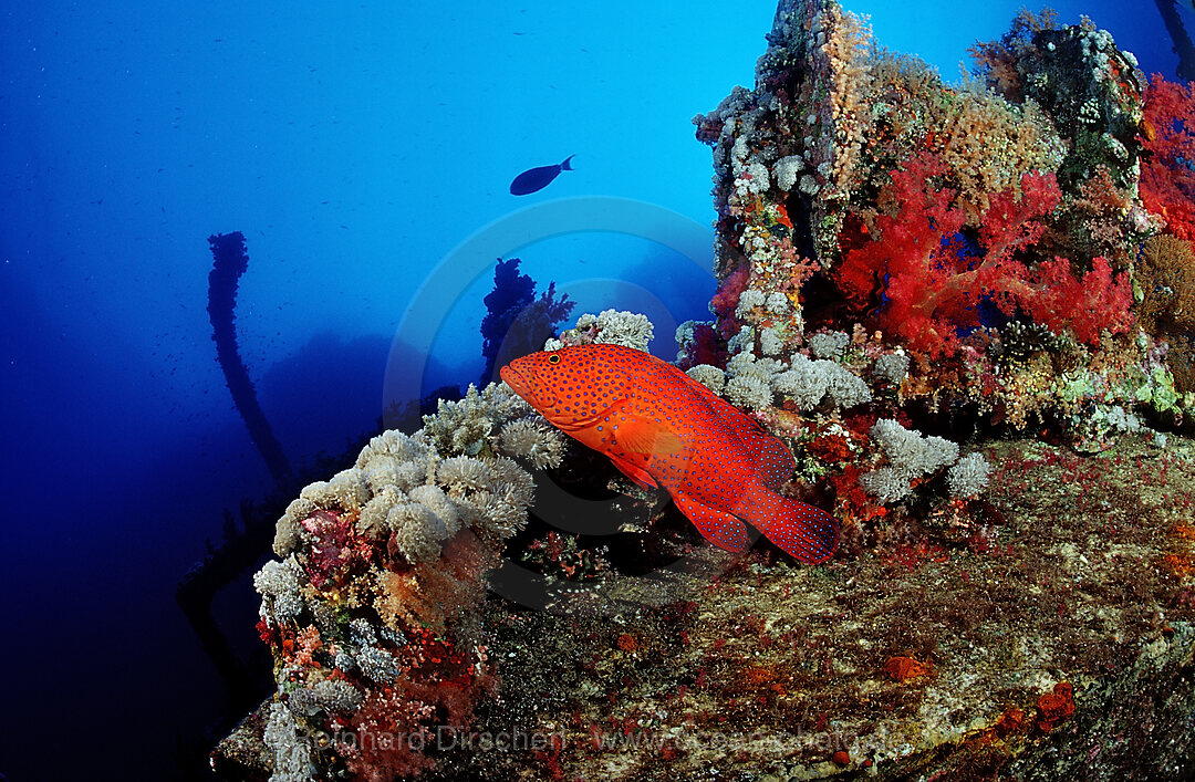 Coral grouper