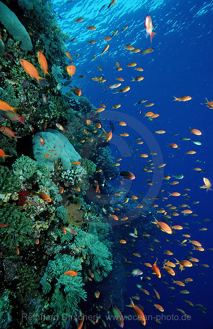 Haremsfahnenbarsche und Korallenriff, Pseudanthias squamipinnis, Afrika, Sinai, Sharm el Sheik, Rotes Meer, gypten, Aegypten