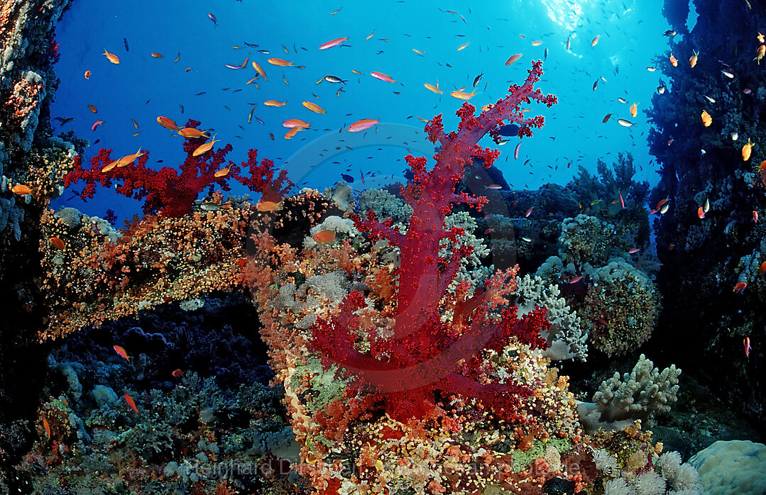 Coral reef