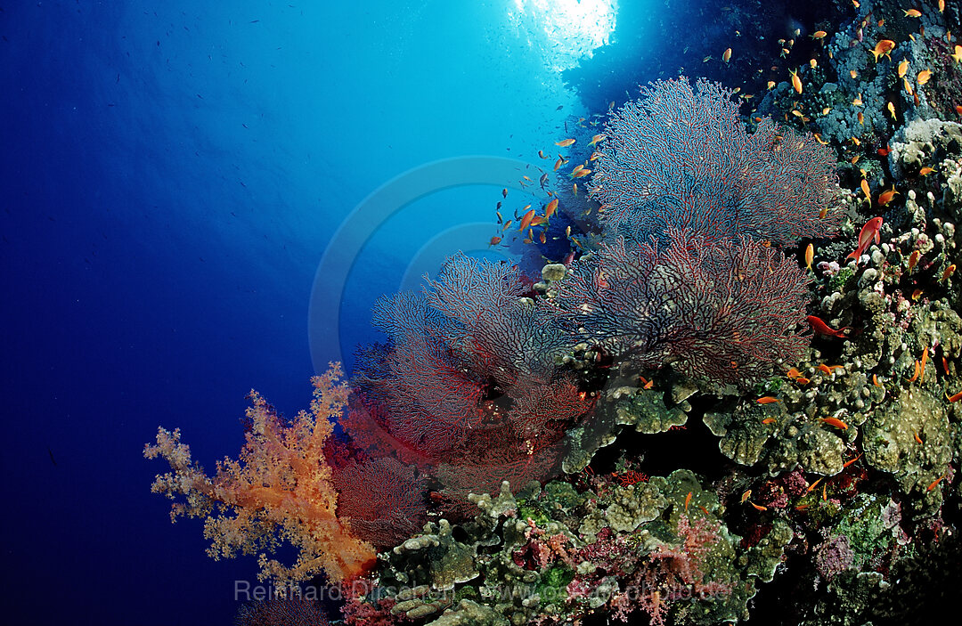 Coral reef