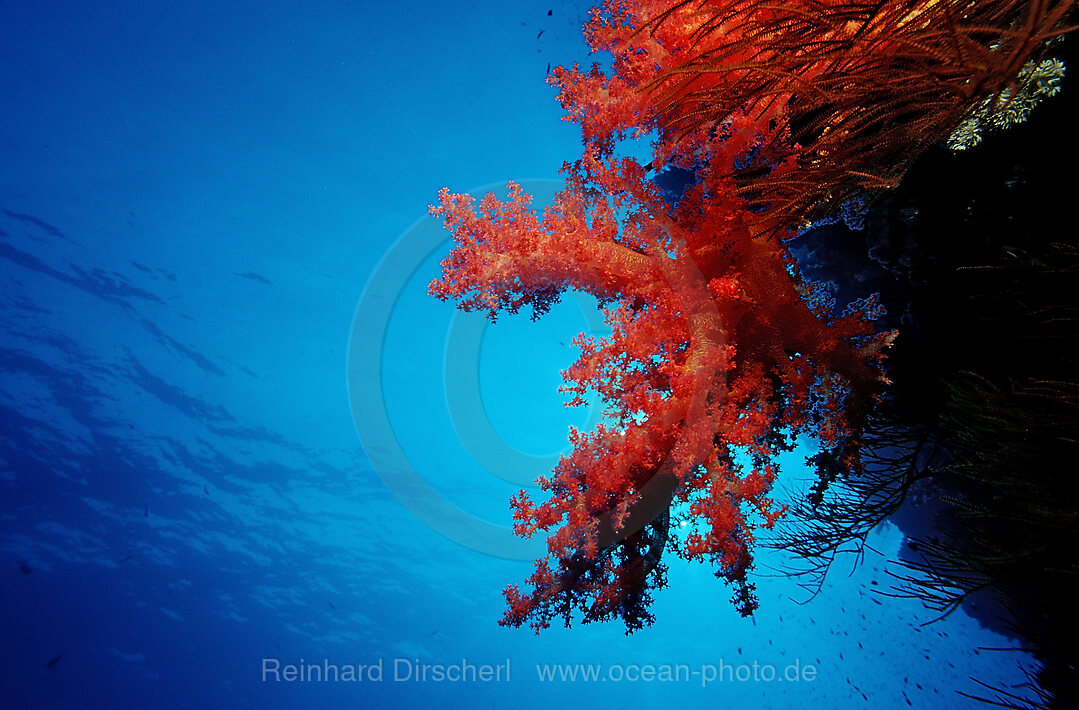 Coral reef
