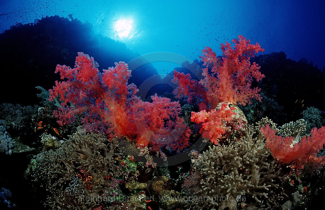 Coral reef