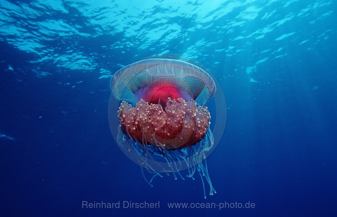 Crown jellyfish