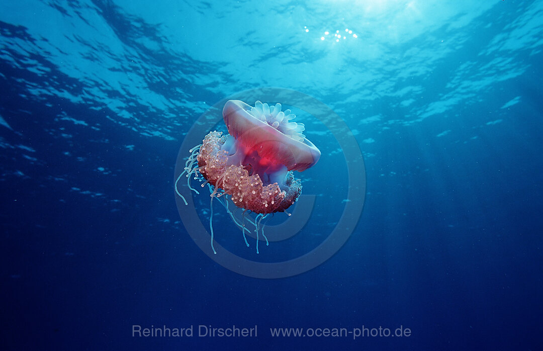Crown jellyfish