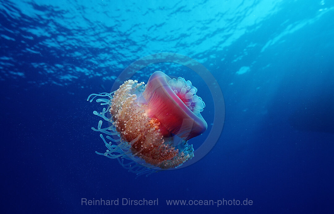 Crown jellyfish