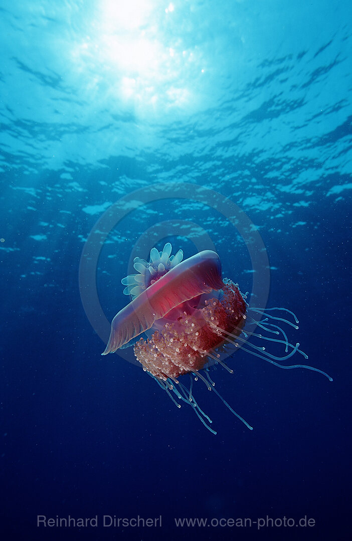 Crown jellyfish