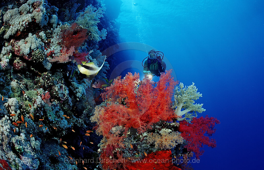 Scuba diver and colorful coral reef