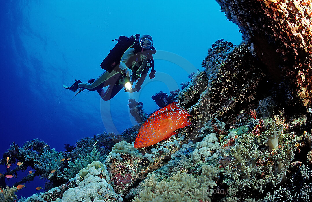 Scuba diver and Coral grouper