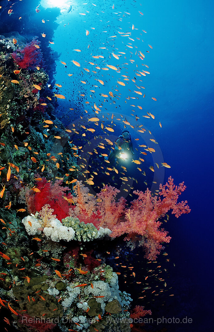Scuba diver and colorful coral reef