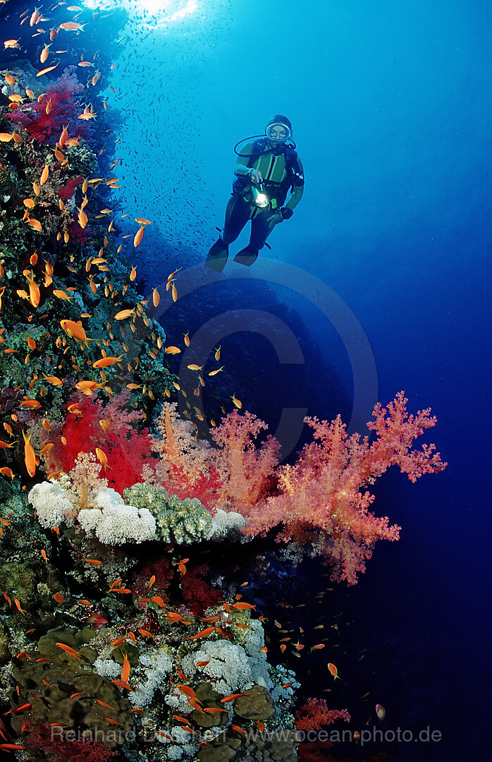 Scuba diver and colorful coral reef