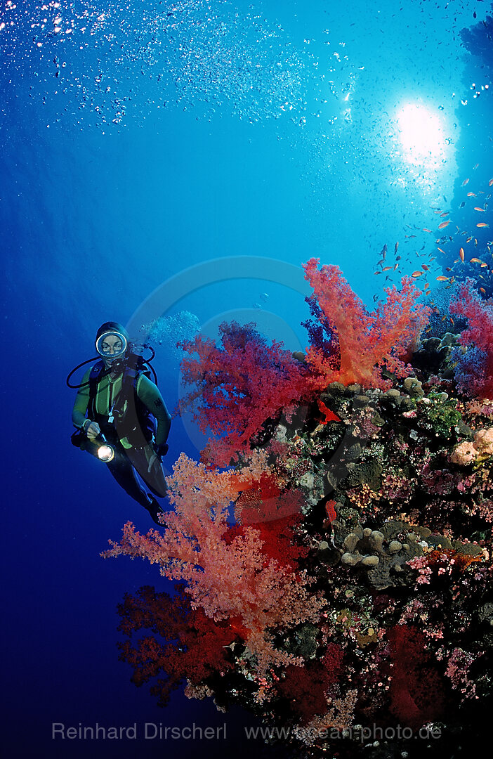 Scuba diver and colorful coral reef