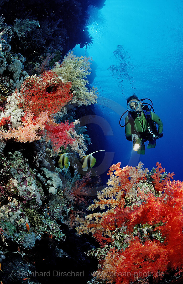 Scuba diver and colorful coral reef