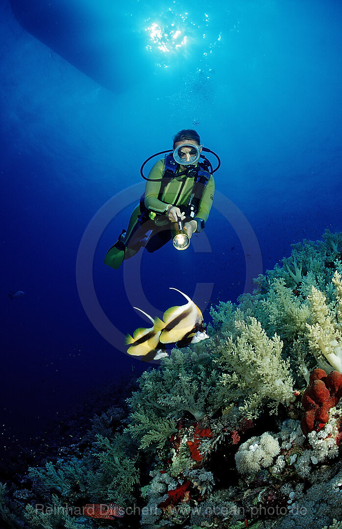 Scuba diver and Red Sea Bannerfishes