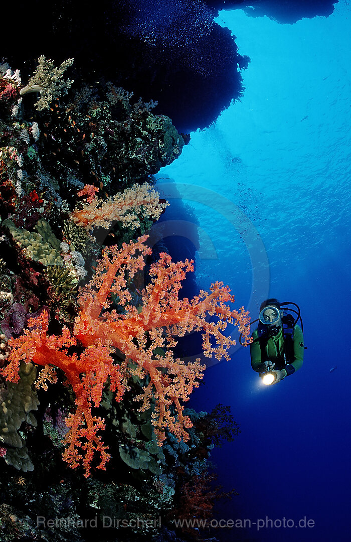 Scuba diver and colorful coral reef