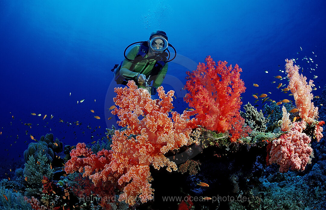 Scuba diver and colorful coral reef