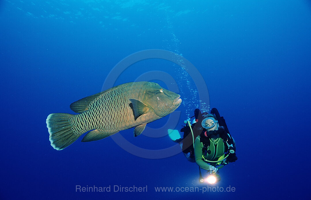 Scuba diver and Humpback wrasse