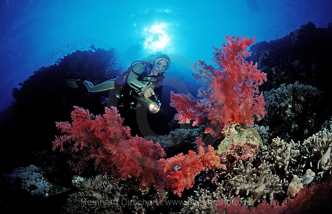Scuba diver and colorful coral reef