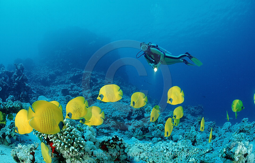 Scuba diver and Masked Butterflyfishes