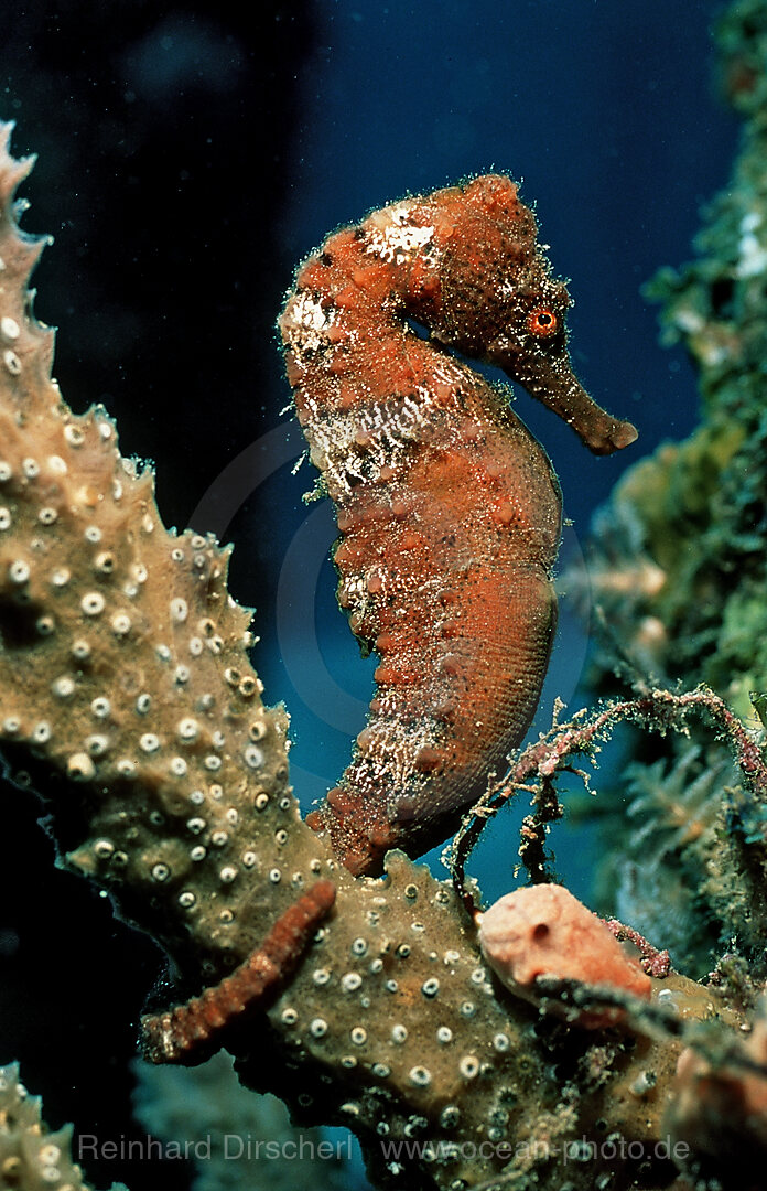 Langschnaeuziges Seepferdchen, Hippocampus reidi, Karibisches Meer, Hollaendische Antillen, Saba