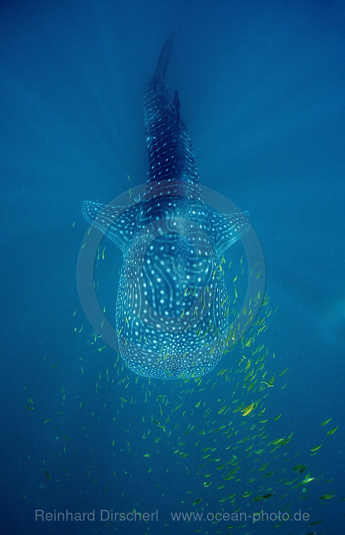 Walhai, Rhincodon thypus, Pazifischer Ozean, USA, Haiwaii