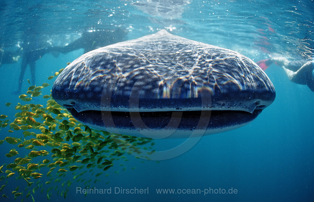 Whale shark