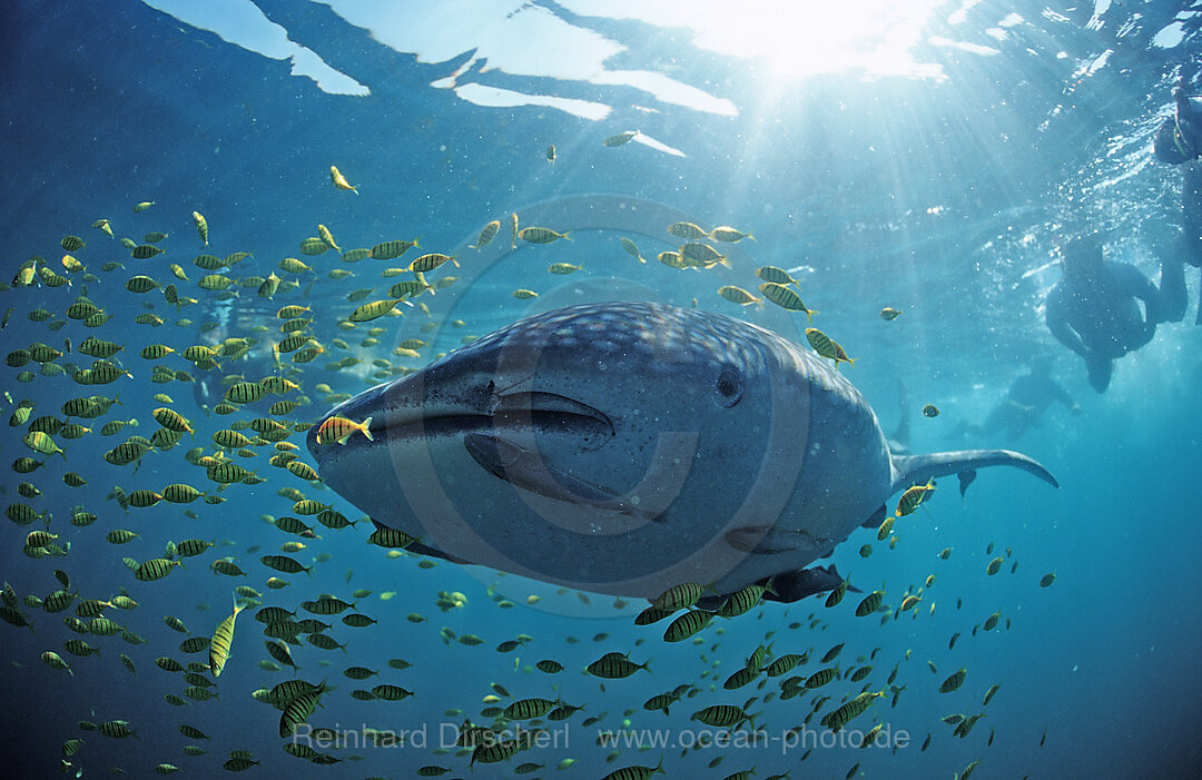 Whale shark