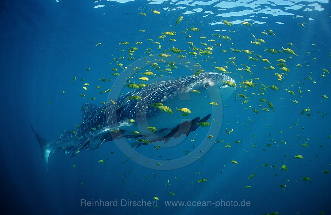 Walhai, Rhincodon thypus, Pazifischer Ozean, USA, Haiwaii