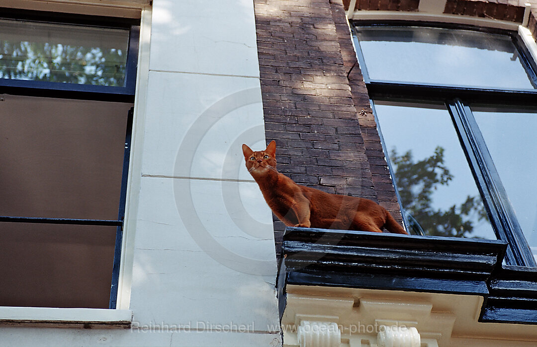 Hauskatze sitzt auf Fenstersims eines Wohnhauses, Felis silvestris, Holland, Amsterdam, Niederlande